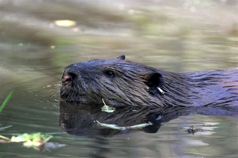 Beavers, headlights and vegan food: Not all legislative proposals made ...