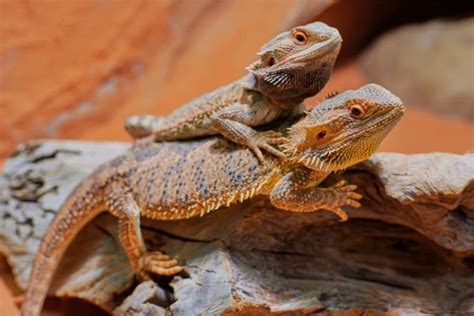 Bearded Dragon Diet | Gillette Veterinarians