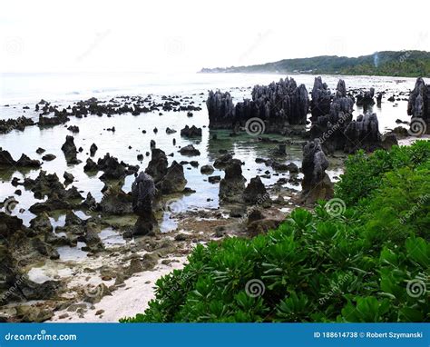 Coral rocks on a beach stock photo. Image of environment - 188614738