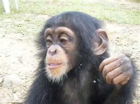 Lovely baby Chimpanzee playing around @ Gengbay Base camp, Liberia ...