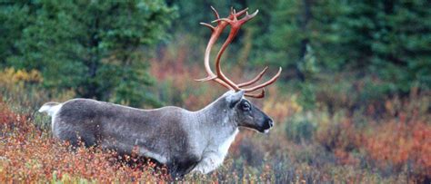 Moose vs. Reindeer: What Are 8 Key Differences? - A-Z Animals