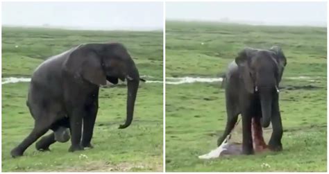 Video of elephant giving birth in Kenya reserve goes viral