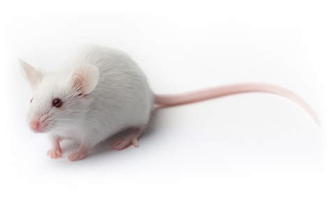 How Much Is A Pet Mouse At Petco - Gegu Pet