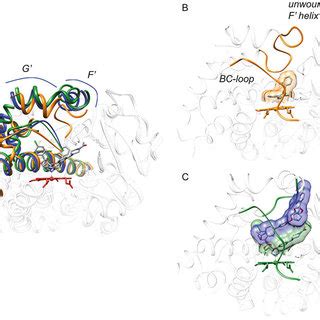 Structural mapping of select CYP3A4 polymorphisms | Download Scientific ...