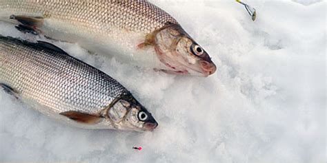 Ice Fishing Lake Simcoe