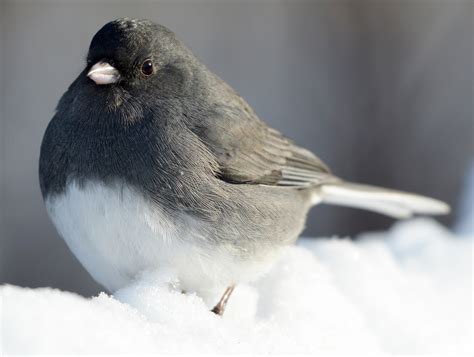 Common Winter Birds: Dark-eyed Juncos in the United States - Sigloxxi