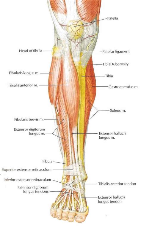 Best 25+ Lower Leg Muscles ideas only on Pinterest