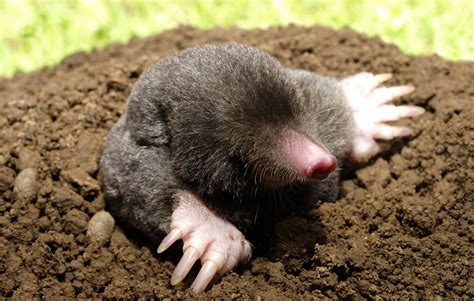 Eastern Mole – Wildlife Illinois