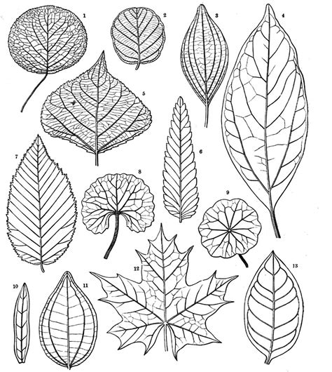 an image of different types of leaves