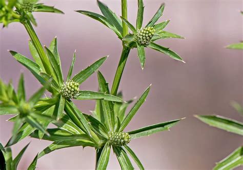 Growing Culantro: Planting, Care, and Harvesting This Tasty Herb