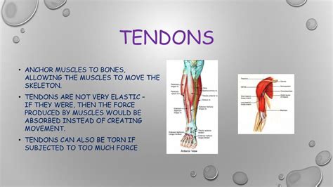 PPT - Tendons & Ligaments PowerPoint Presentation, free download - ID ...