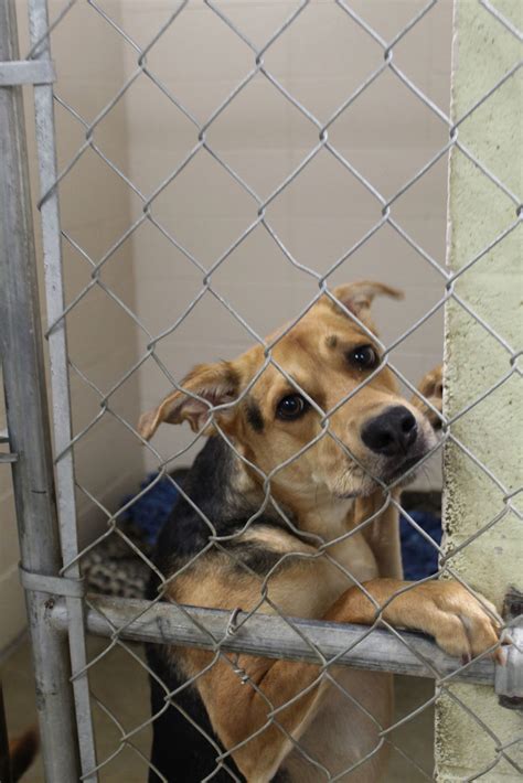 Washer donation helps Lake County animal shelter stay afloat | Latest ...