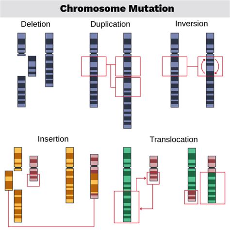 Types Of Chromosome Abnormalities