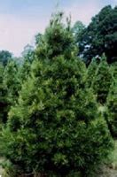 Tree Types – Tennessee Christmas Tree Growers