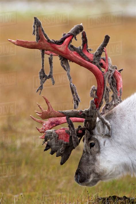 🔥 Wild caribou. No color added to the antlers. That’s how they look ...