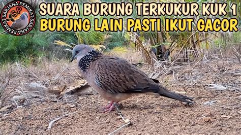 SUARA BURUNG TEKUKUR GACOR MEMANGGIL BURUNG LAIN AGAR IKUTAN GACOR ...