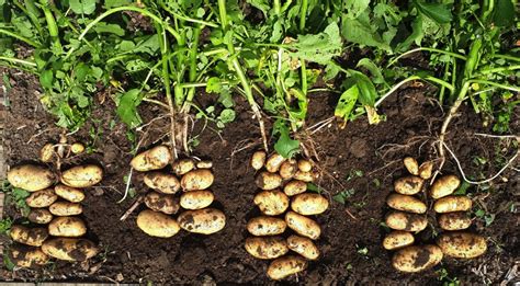 Understanding various growth stages of a potato plant