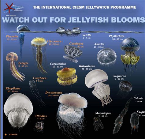 Jellyfish.PNG (812×779) | Types of jellyfish, Jellyfish, Jellyfish species