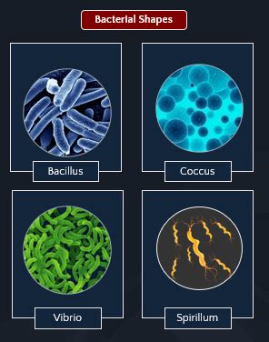 Briefly explain four types of bacteria on the basis of their shape.