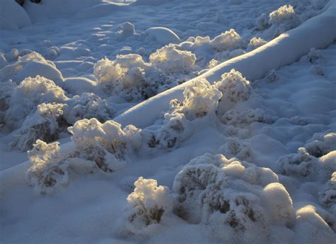 Winter in Yellowstone