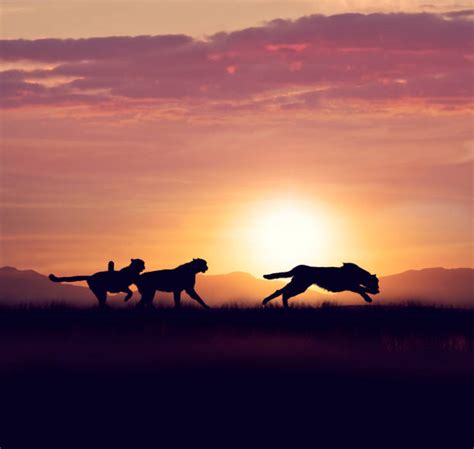 Cheetah Running Silhouette Stock Photos, Pictures & Royalty-Free Images ...