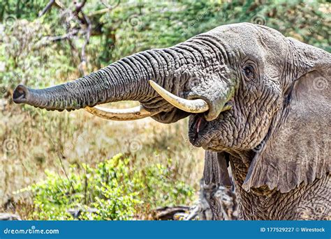 Closeup Shot of an Elephant Making Trumpet Sound by Pushing Air through ...