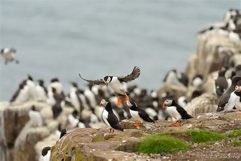 HOW LONG CAN A PUFFIN STAY UNDERWATER? | A puffin can dive f… | Flickr