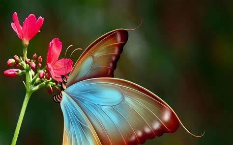 Download Flower Artistic Butterfly HD Wallpaper