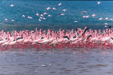 Lake Nakuru Flamingos Wallpaper - Buy Online | Happywall