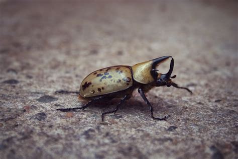 Horned Beetle by phydeau on DeviantArt