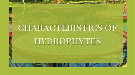 Characteristics Of Hydrophytes