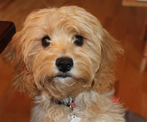 Cockapoo Puppies For Adoption In Illinois - Pudding to come