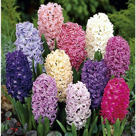 15 Count Hyacinth Bulbs (L17328) at Lowes.com