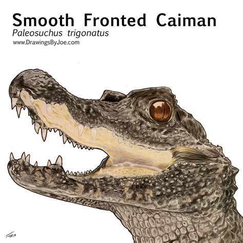 Spectacled Caiman by artworkbyjoe on DeviantArt