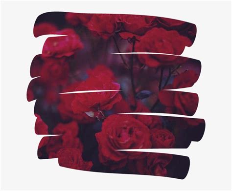 Rose Flower 꽃 Overlay Aesthetic Tumblr Red - Aesthetic Red Overlays Png ...