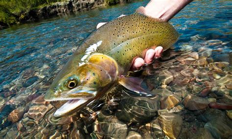 Sunday Classic / How to Fly Fish Straight Sections of Trout Water | Fly ...