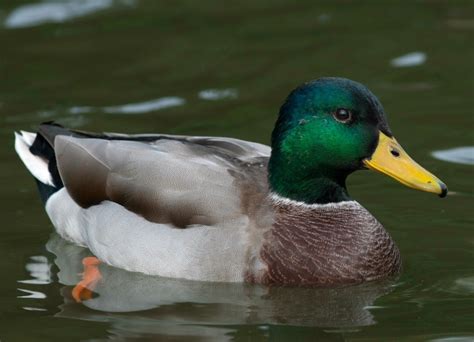 Mallard Duck Information and Photos | ThriftyFun