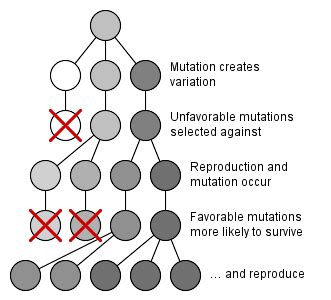 4.1.4: Additional Mechanisms of Evolution - Biology LibreTexts