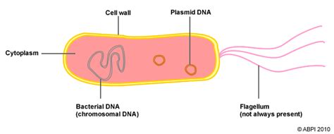 Bacteria - ABPI - Resources for Schools