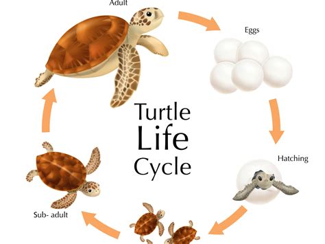 Turtle Life Cycle Facts