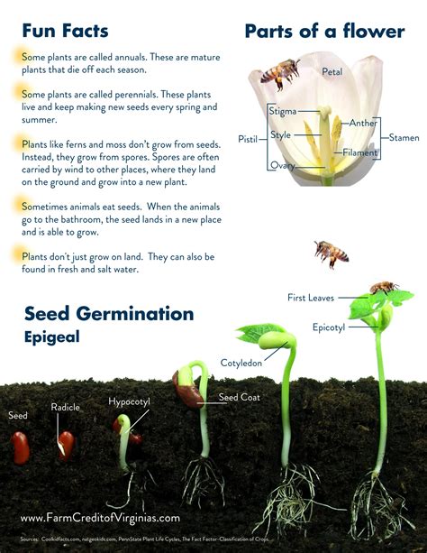 Simple Life Cycle Of A Plant