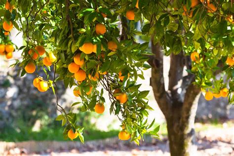 7 Orange Tree Diseases: How to Identify and Treat Them - Minneopa Orchards