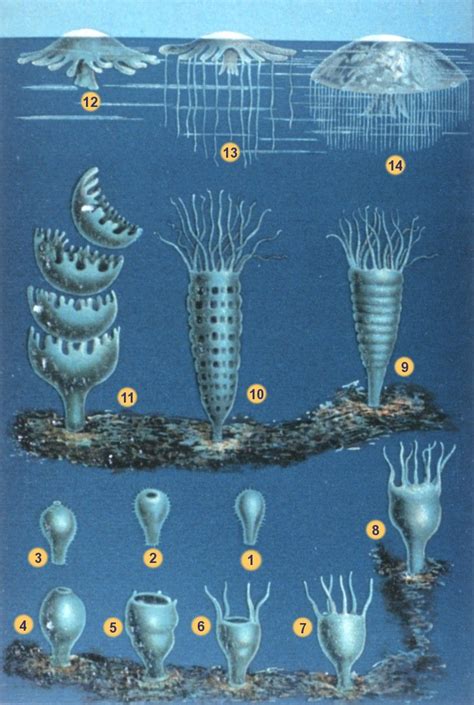 behind the scenes - Is the Xenomorph life cycle based on the life cycle ...