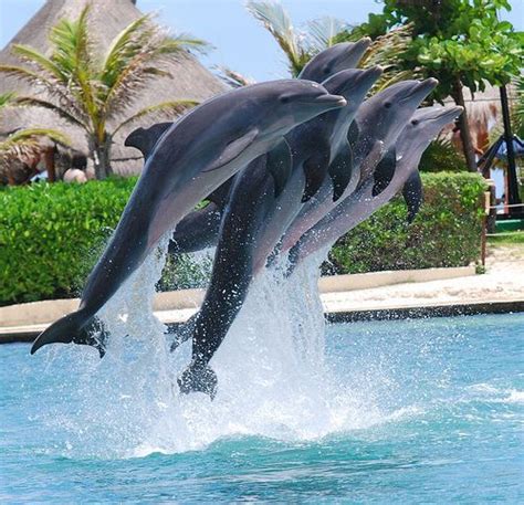 Mexico, swimming with dolphins absolutely loved it!! best holiday ever ...