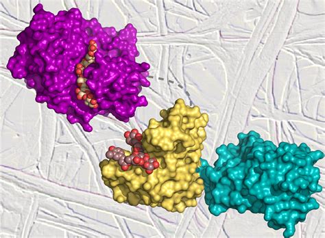 Glicoenz: Article on structural and functional studies of xylanase Xyn10C