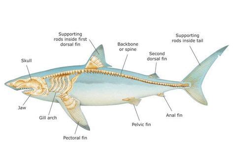 Types of Sharks: a Mammal or Fish? About Facts and Other Interesting ...