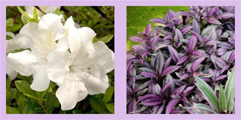 10 Best Shade Perennials - Perennial Flowers for Shade