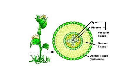 What are the 3 types of plant tissue?