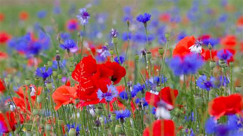 🔥 Free download Wild Flowers Desktop Background Wallpaper New HD ...