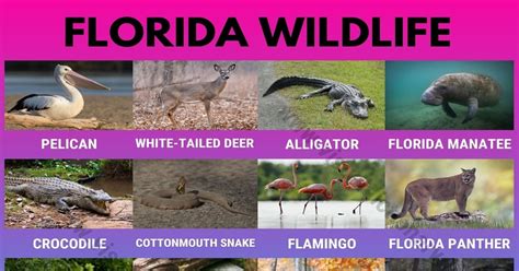 Florida Wildlife: List of 20 Animals That Live In Florida with ...